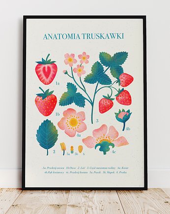 Plakat botaniczny "Anatomia truskawki" 40x50cm, Studio Stonka