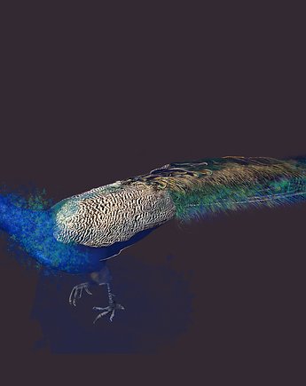 Plakat Peacock, Kredka Papier