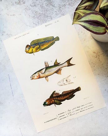 Plakat, Rycina Vintage -  Ryby, Galeria LueLue