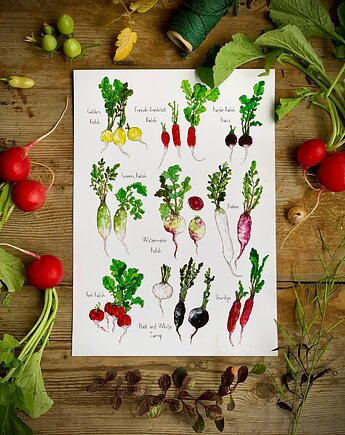 Rzodkiewki- grafika na ścianę- ilustracja- ogród, BOSKE