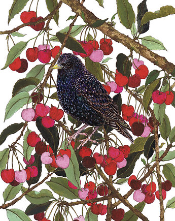 Szpak i czereśnie- grafika- ilustracja- ptaki, BOSKE