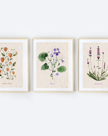 3 ilustracje botaniczne  A3 - dopłata, Anita Tomala