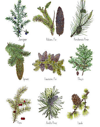 Iglaki - grafika na ścianę- ilustracja- las, BOSKE