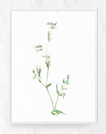 Plakat kwiaty polne, Merely Susan