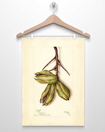 Plakat vintage orzech A4, 30x40, botanika