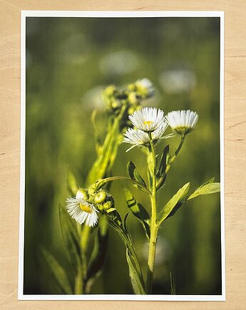 Plakat kwiaty łąki, mavipoppy art
