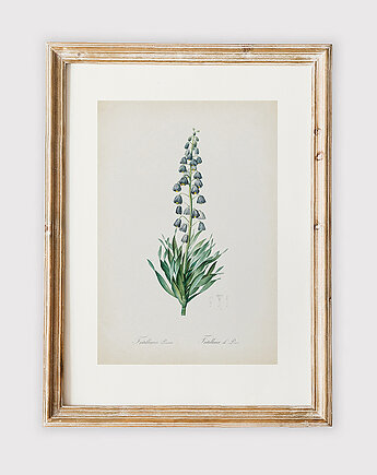 Plakat z botaniczną ilustracją PERSIAN LILY, muybien