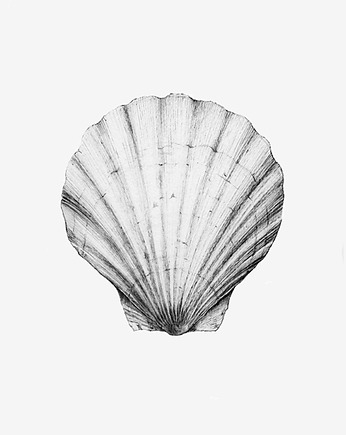 Przegrzebek   print 50x70 cm, Margo Hupert