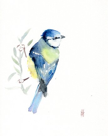 Oryginalna akwarela. Sikora modraszka, alquadro