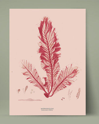 Plakat botaniczny z rośliną morską Retro, Bajkowe Obrazki