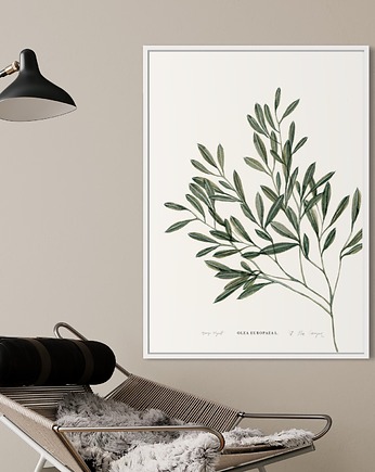 Oliwka / Fine Art Print, Margo Hupert