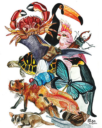 Zwierzęta Świata Plakat II, Eliza Konofalska