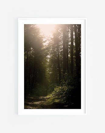 Światło w lesie plakat, Katarzyna Kątna