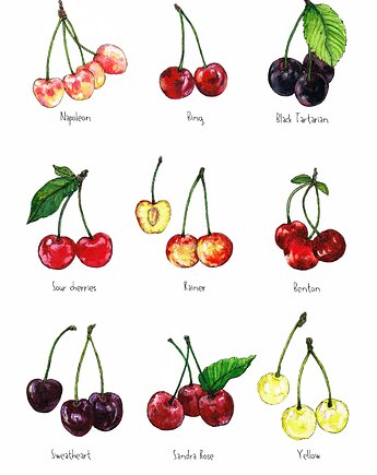 Czereśnie - grafika na ścianę- ilustracja- owoce, BOSKE