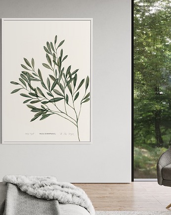 Oliwka / Fine Art Print, Margo Hupert