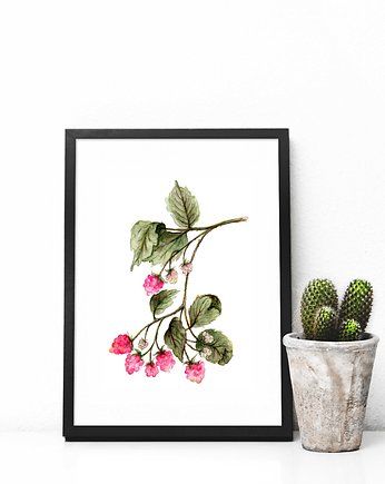 Maliny - plakat A4/A3, Justyna Mioduszewska