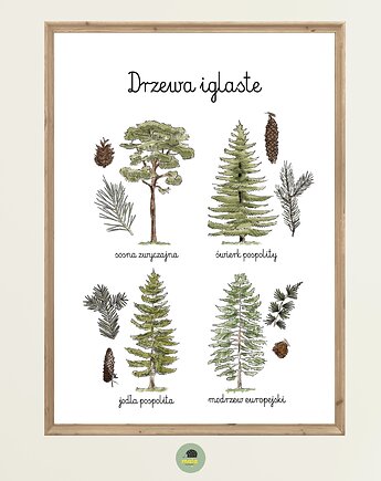 Plakat Edukacyjny Drzewa Iglaste Montessori dla dzieci, Maja Montessori
