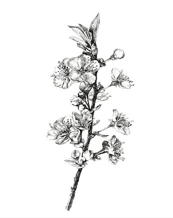 Kwitnąca wiśnia., beata sketches