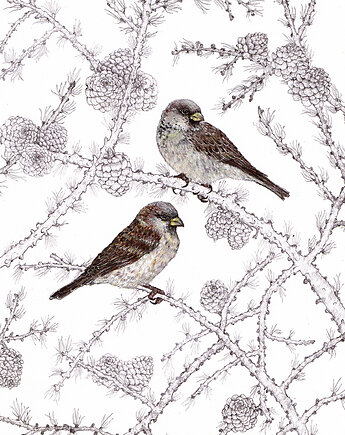 Wróbelki - Grafika- Ilustracja- Ptaki, BOSKE