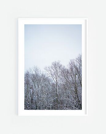 Ośnieżone drzewa I, Katarzyna Kątna