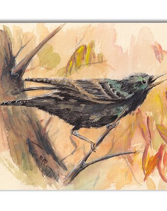 Szpak. Akwarela ręcznie malowana, Galeria Alma