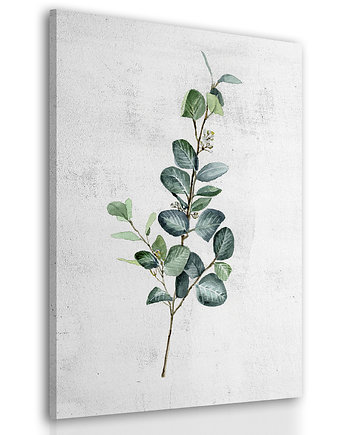 Obraz na płótnie ROŚLINKA EUKALIPTUS 40x60cm, LUdesign gallery