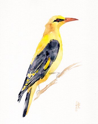 Oryginalna akwarela. Wilga, alquadro