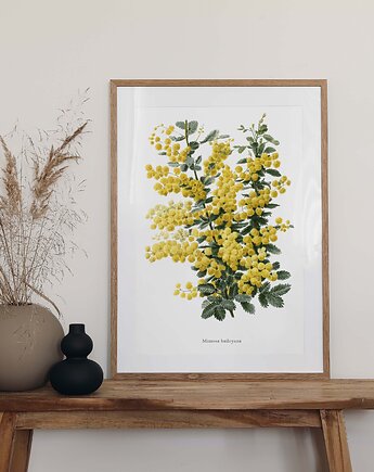 Plakat Mimoza, HERBAROOM