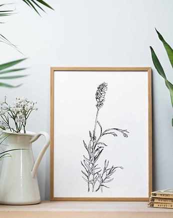Plakat Lawenda 21x30, beata sketches