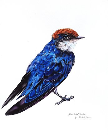 "Wire-tailed swallow" Oryginalna akwarela ptaka 30*40cm/ akwarela, ShkrebetsARTgallery