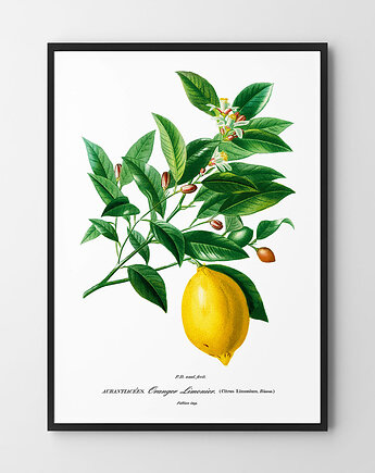 Plakat Cytryna vintage, HOG STUDIO