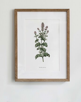 Plakat Mięta, HERBAROOM