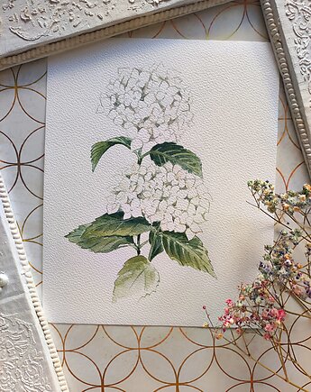Akwarela hortensja, Wiktoria Borys Art
