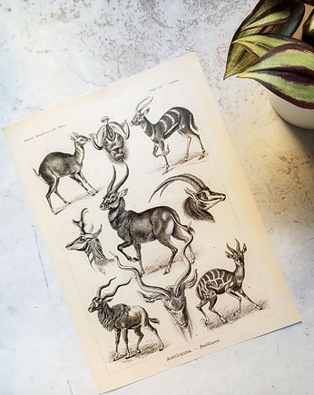 Plakat, Rycina Vintage - Antylopy, Galeria LueLue