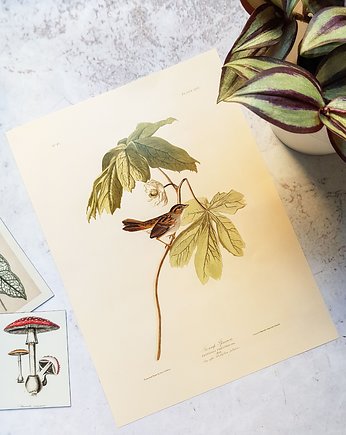 Plakat, Rycina Vintage - Ptak III, Galeria LueLue