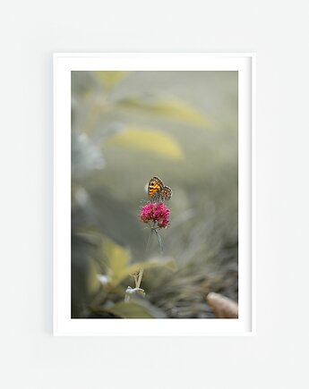 Motyl, Katarzyna Kątna