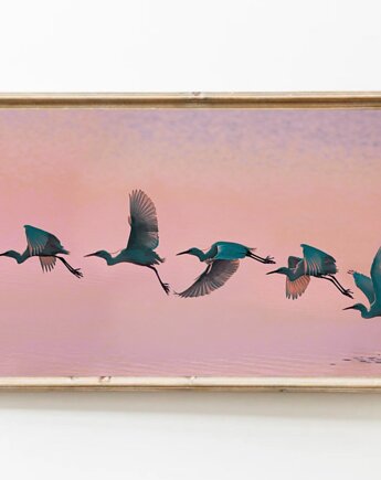 PLAKAT ptak w locie, dekoracja ścienna, fotografia natury, czapla, black dot studio