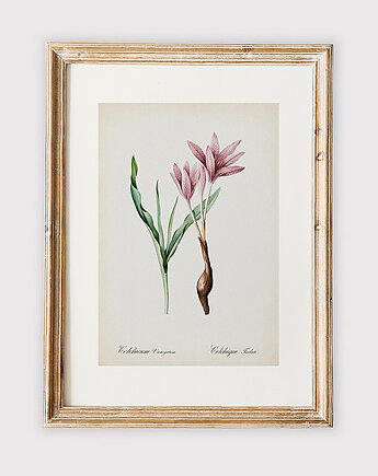 Plakat z botaniczną ilustracją CROCUS, muybien