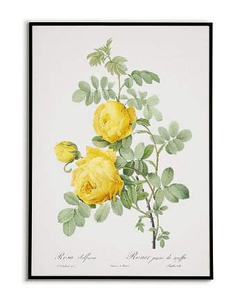 Rosa sulfurea - Plakat botaniczny - Retro, Bajkowe Obrazki