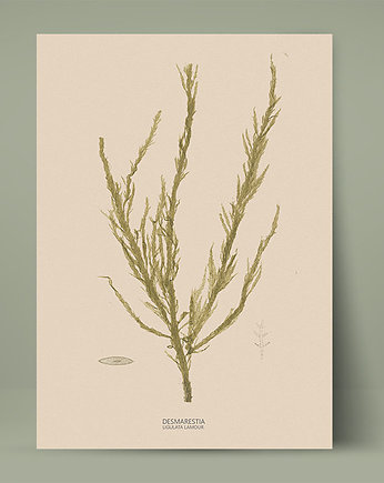Plakat botaniczny z rośliną morską Retro, Bajkowe Obrazki