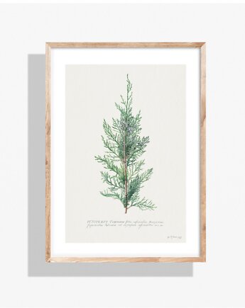 PLAKAT jałowiec botaniczna grafika vintage, black dot studio