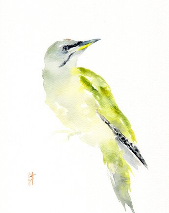 Oryginalna akwarela. Dzięcioł zielonosiwy, alquadro