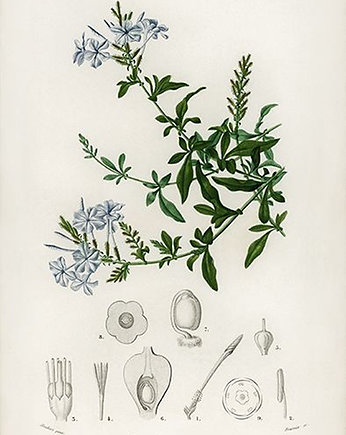 Olownik-uszkowaty-plakat-rycina, Galeria LueLue