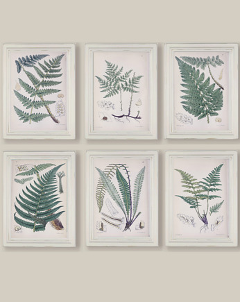 Ilustracje botaniczne paproć vintage, black dot studio
