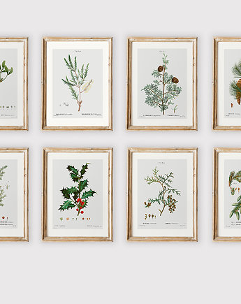 Zestaw 8 plakatów botanicznych, muybien