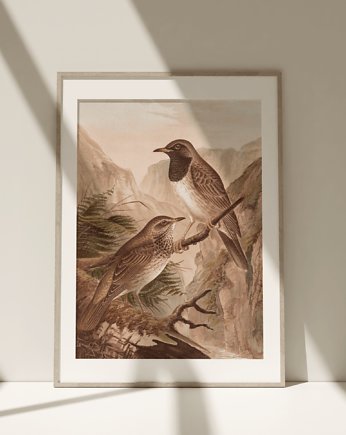 Obraz Plakat Vintage Ptaki Birds, Storelia