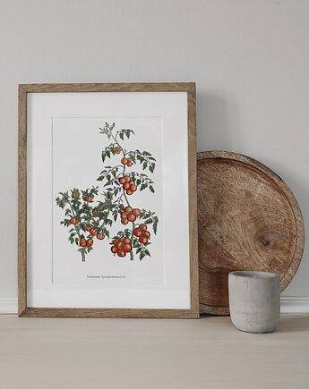 Plakat- Pomidory, HERBAROOM