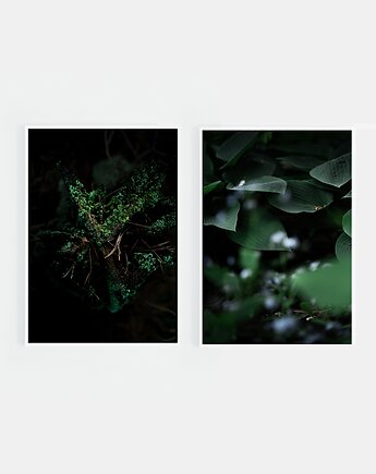 Zestaw fotografii las, Katarzyna Kątna