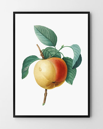 Plakat Jabłko vintage, HOG STUDIO
