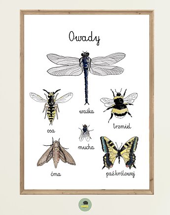 Plakat Edukacyjny Owady 1 Montessori dla dzieci, Maja Montessori